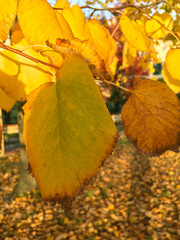 closeup on orange yellow leaves on autumn season