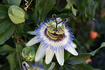 Passionsblume an einer Fassade 