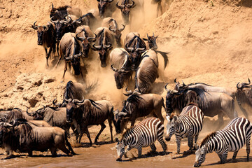 Great Migration, Gnus und Zebras überqueren den Fluss Mara. Eine Safari in Kenia.