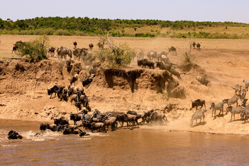 Fototapeta na wymiar Great Migration, Gnus und Zebras überqueren den Fluss Mara. Eine Safari in Kenia.