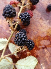 Blackberry fruit after the rain, rusty background. Wild black and red berries growing in the bush under the sun of Spain. Fruits of the forest. Natural antioxidant, sweet, healthy fruit. 
