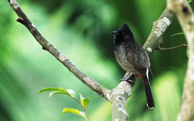 blackbird on a branch