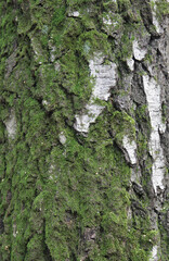 birch bark with moss