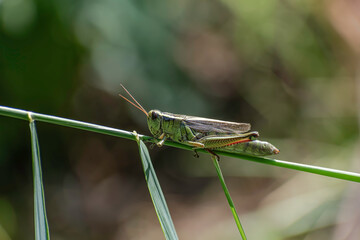 Green grasshopper sitting on a weed