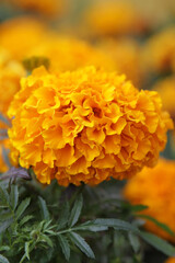 orange chrysanthemum flower