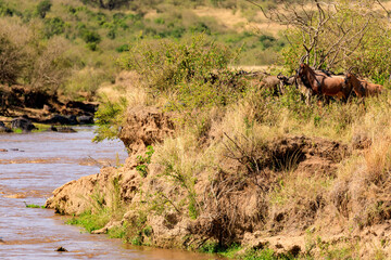 Fototapeta na wymiar Great Migration, Masai Mara in Kenia.