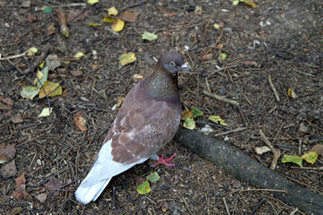 pigeon on the ground