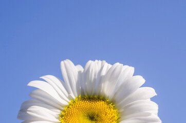 Close-up chamomile flower against blue sky background with copy space, with selective focus. Background for inscriptions