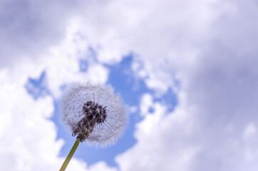 Thickening clouds before the rain over a dandelion, blurred background
