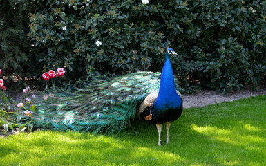 Fototapeta premium Pfau