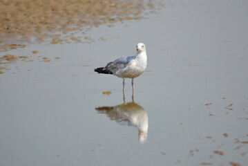 Junge Silbermöwe am Strand