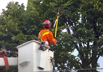 trimming tree in boom lift nacelle branch cutting - obrazy, fototapety, plakaty