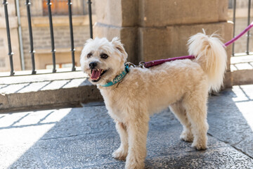 Pequeño perro banco con la boca abierta