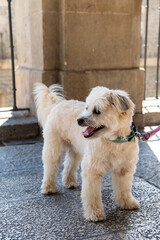 Pequeño perro banco con la boca abierta