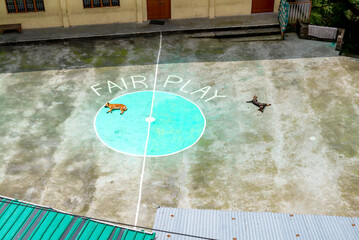 Fair Play Playing field with two napping dogs on soccer pitch India