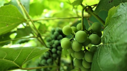 kiść niedojrzałych, zielonych winogron, winorośli, w tle liście, tło, ekologia, natura