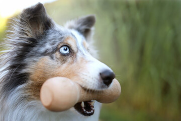 Blue merle Sheltie apportiert Bringholz Apportel