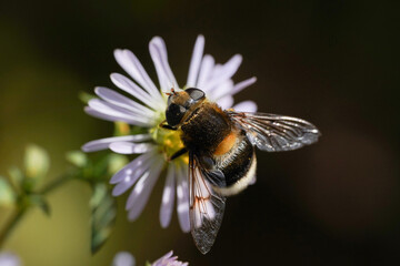 A large hornet mimic Hoverfly, Volucella zonaria, nectaring on a flower.