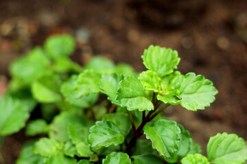 Green plant outside after rain