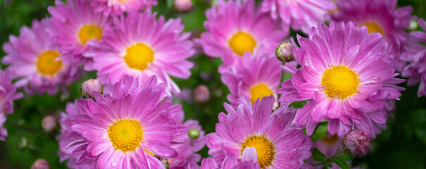Field of bright pink daisies after rain: place for text, floral pattern, banner