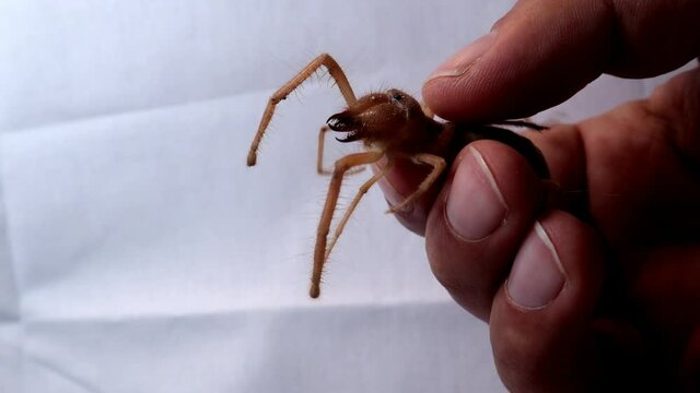 angry spider 
Close Up camel spider isolated on green background.
closeup the mouth of a camel spider
 also known as windscorpion, Solifugae or sun spider.
 wind scorpion, insect, insects, bug