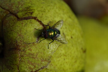 Fototapeta premium Green fly on white apple. Greem background.