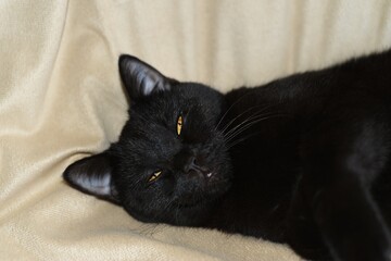 A black British Shorthair cat is lying on the sofa in a contented relaxed state. 