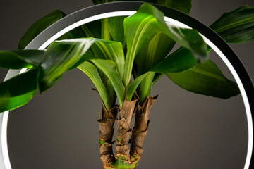 Small domestic tree is lighten with spiral white led lamp. Interior design idea.