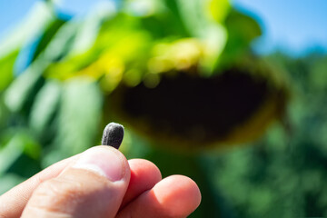 sunflower seed in hand against the background of a large plant in the field