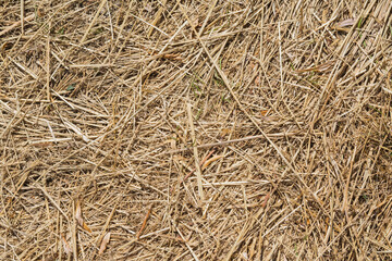 Close up photo of dry straw. Pattern of straw for the design