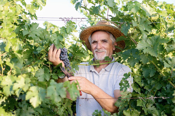 Happy  winemaker man harvesting grapes