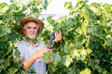 Happy  winemaker man harvesting grapes