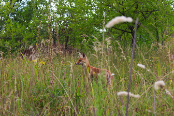 A young wild fox stands in the grass and purple flowers in the summer on a background of trees,...