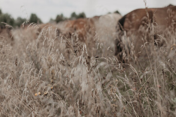 dry grass in a field