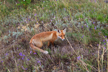 Naklejka na ściany i meble Young wild fox stands in the grass and flowers, looks to the side