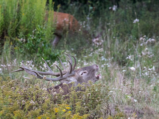 red stag roaring in the woods