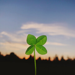 clover in the sky