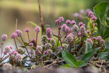 spring flowers in the garden