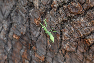 praying mantis on a tree