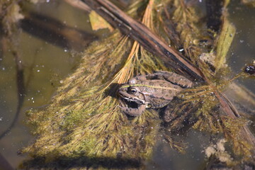 frog