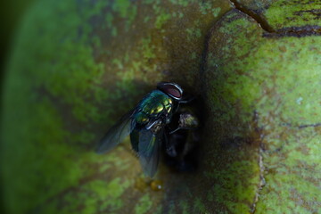 Green fly on white apple. Greem background.