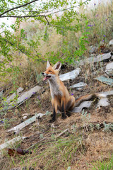 A fox cub sits in a ravine next to household waste and looks to the left with an open mouth