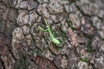 praying mantis on the tree