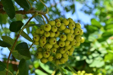 
unripe black chokeberry