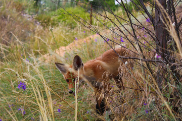 A young fox stands in a ravine behind the summer grass