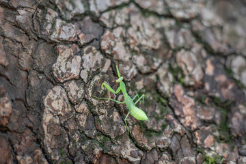 green praying mantis