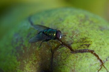 Green fly on white apple. Greem background.