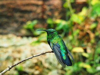Colibri