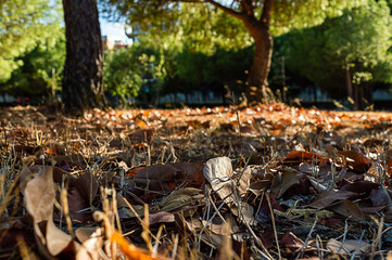 Autumn leaves on the ground