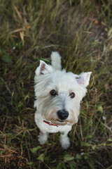 West terrier dog sitting in the field